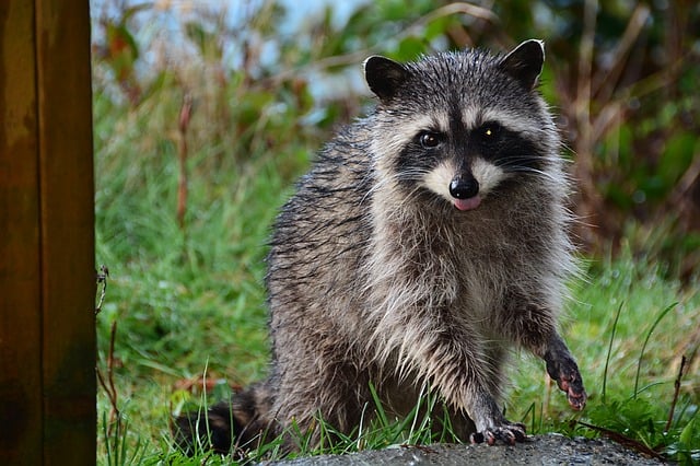 How to Trap Raccoons