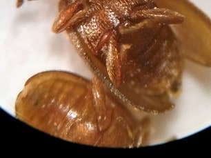 Bugs That Look Like Bed Bugs 