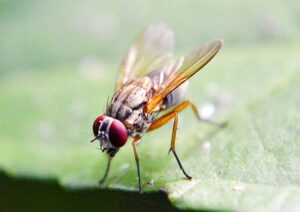How Long Do Fruit Flies Live