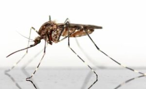Are Plug In Mosquito Repellents Safe?