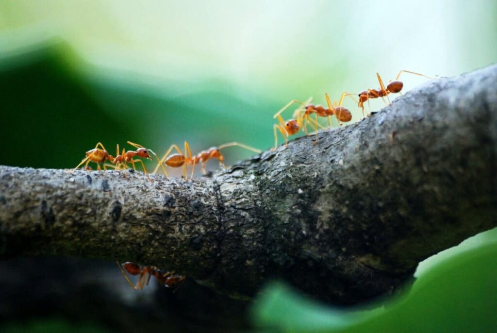 Ants in a garden