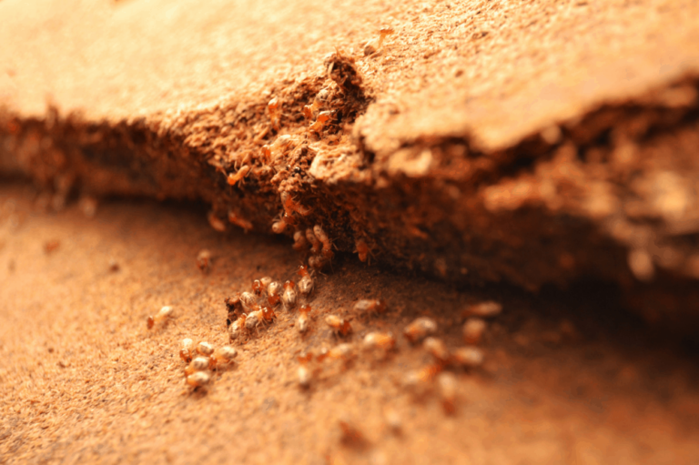 Termites on a termite-infested wood