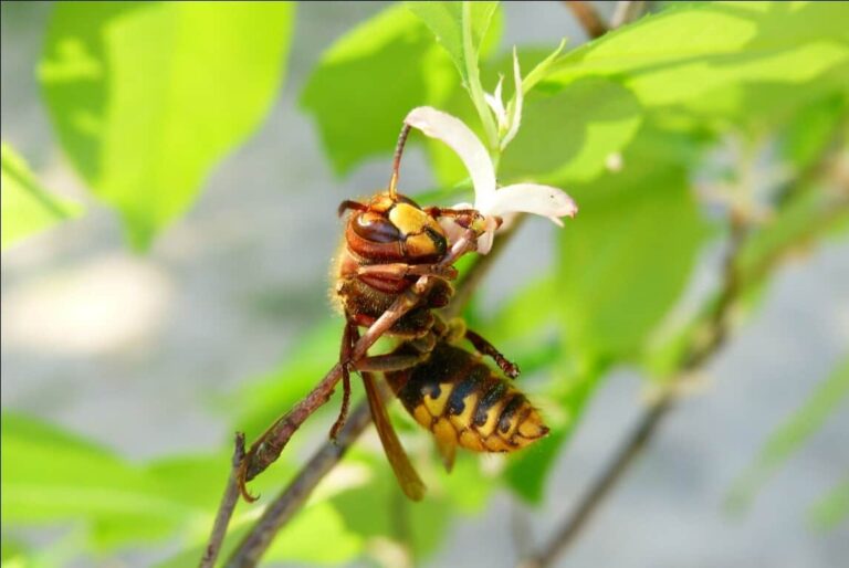 photo of a wasp