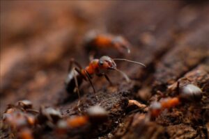 an image of an ant colony