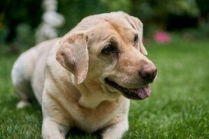 Best Ear Mite Medicine for Dogs