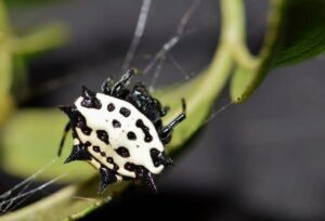 Are Spiny Orb-Weaver Spiders Poisonous?
