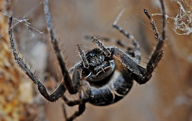 How Venomous is a Black Spider with White Dots?