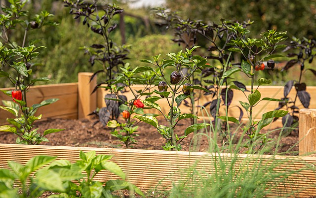 Best Tiller For Raised Beds