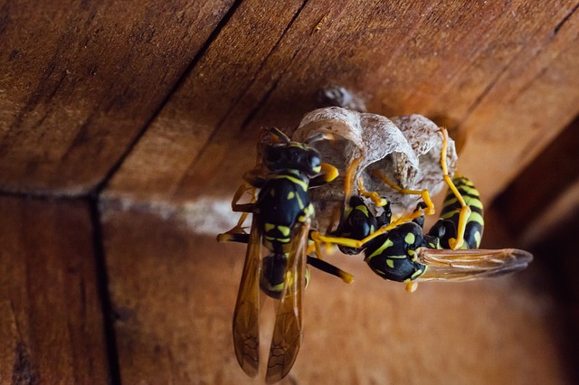 How to Keep Wasps Away from Playsets