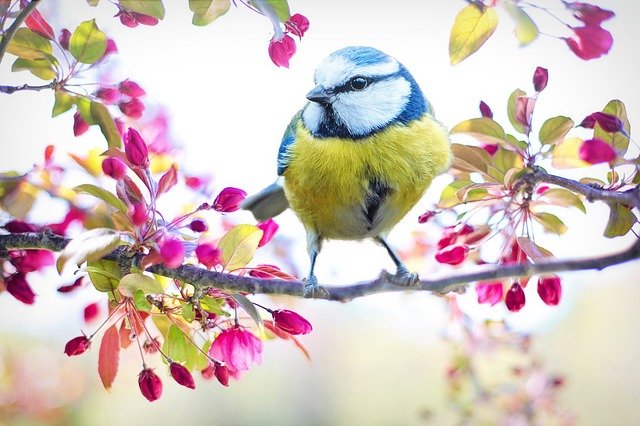 Bird Friendly Backyard Ideas