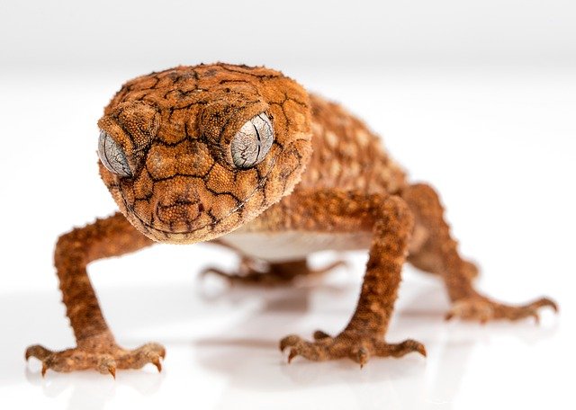 Do Geckos Eat Roaches